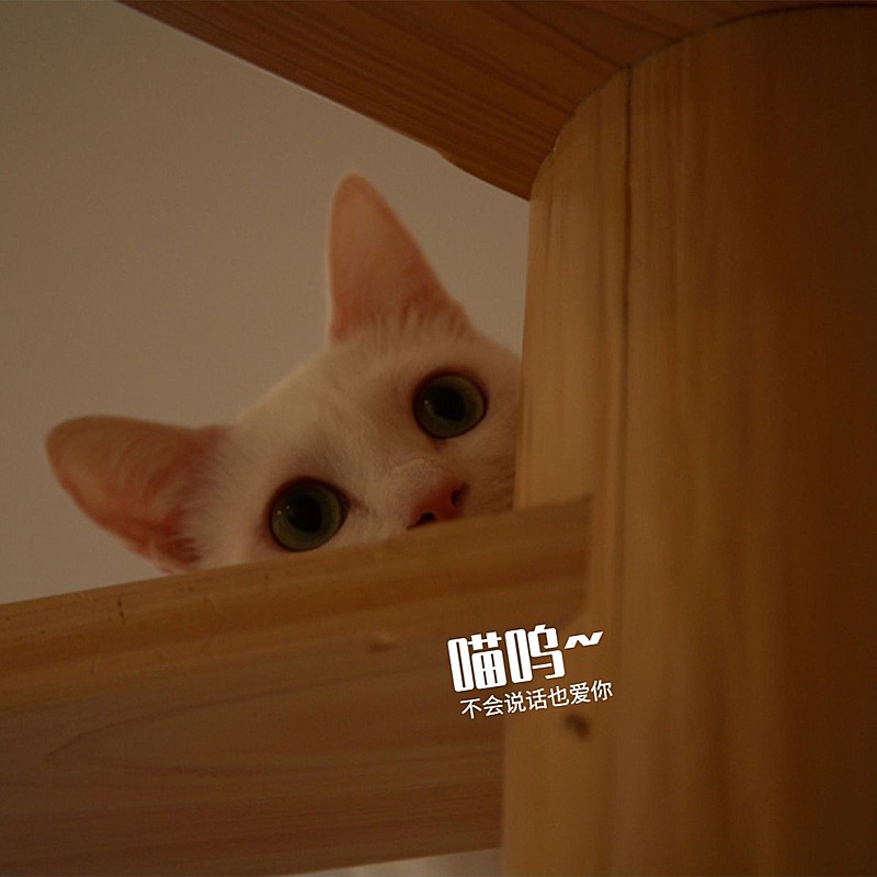 日常晒照词卡萌宠简约风plog模板