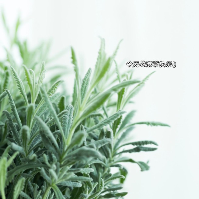 字幕台词生活分享简约风plog模板预览效果