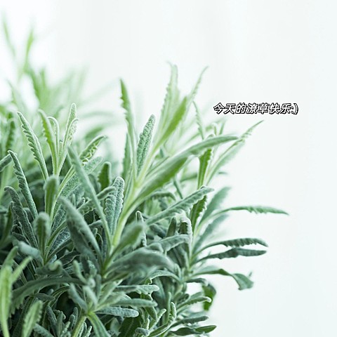 字幕台词生活分享简约风plog模板