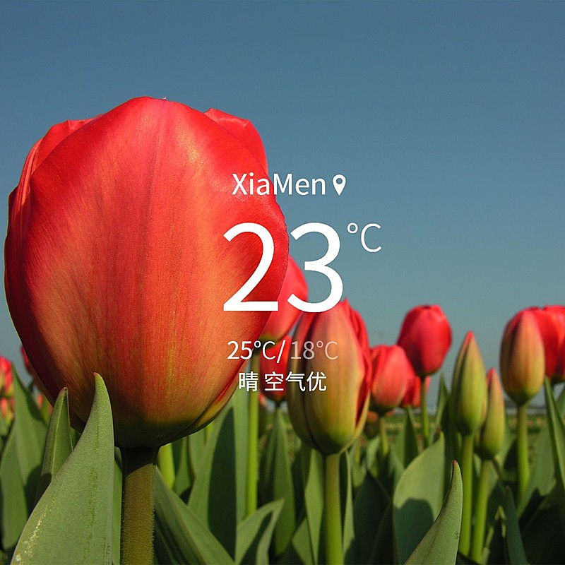 词卡晒花日常简约风plog模板