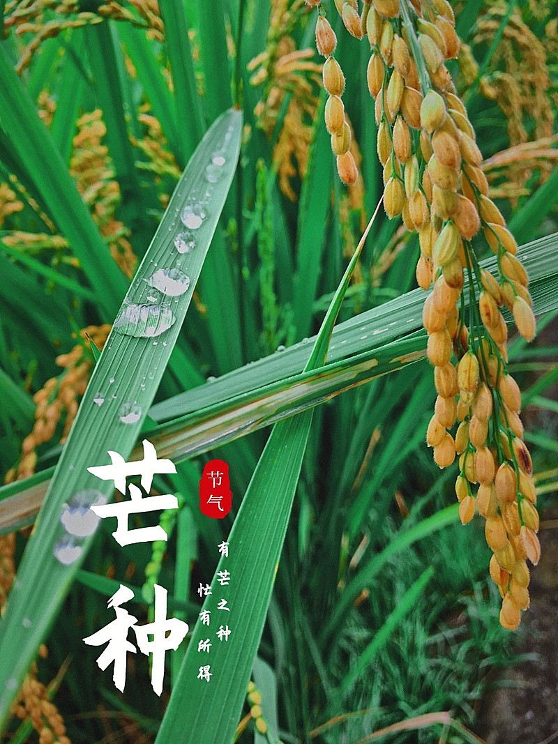 二十四节气夏日节气芒种简约风plog模板