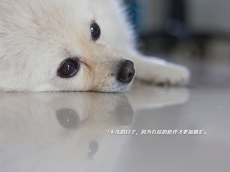 晒宠物字幕生活分享简约风plog模板