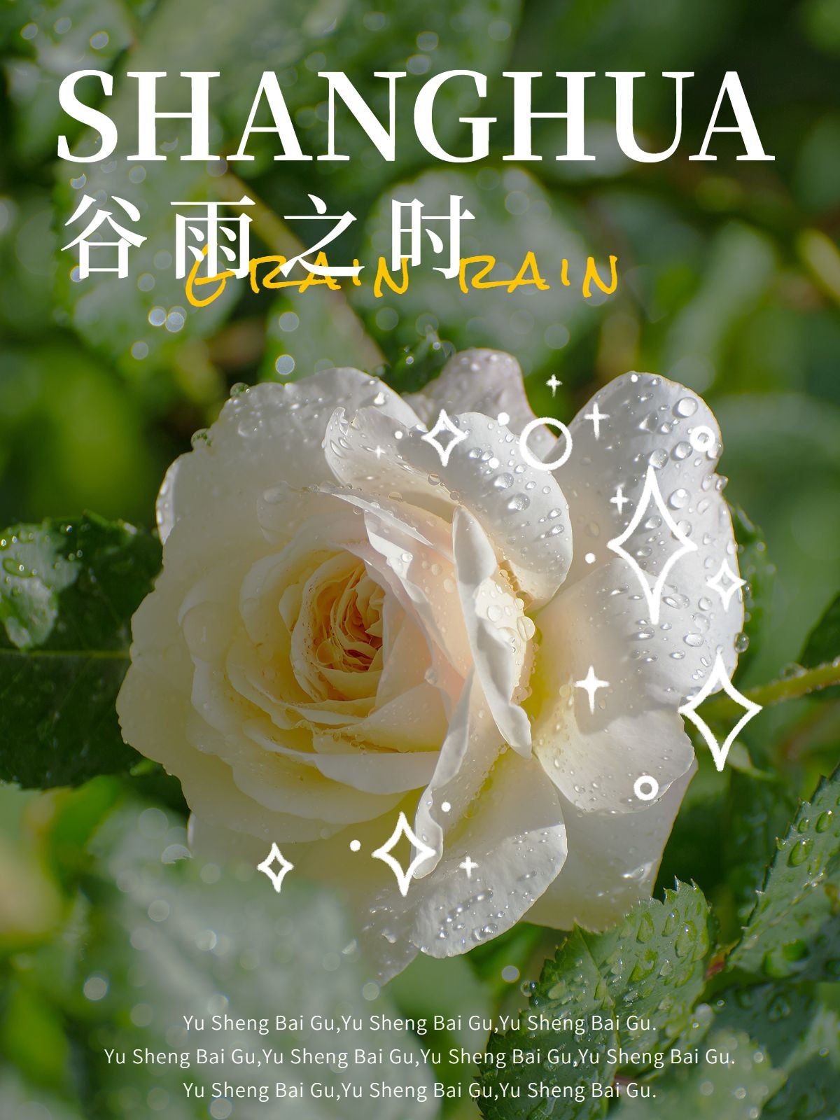 谷雨节气赏花植物特写节日祝福文艺风plog模板