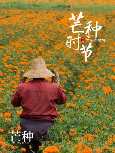 芒种晒图晒照简约风plog模板