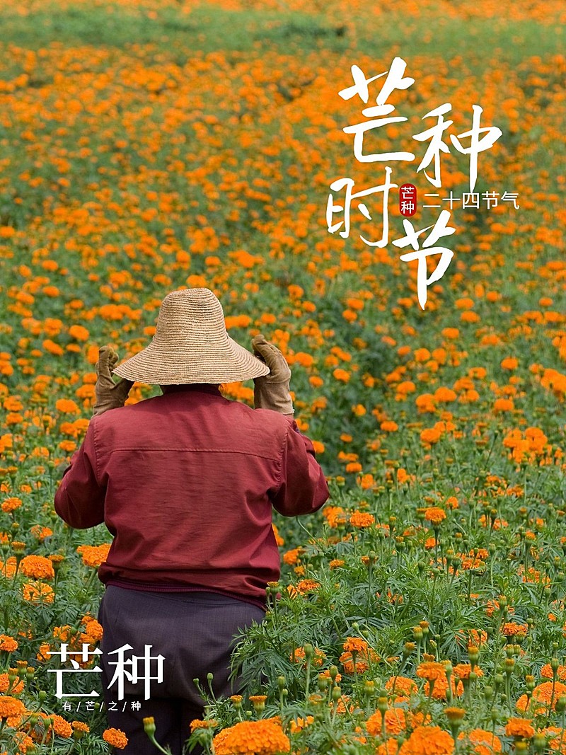 芒种晒图晒照简约风plog模板