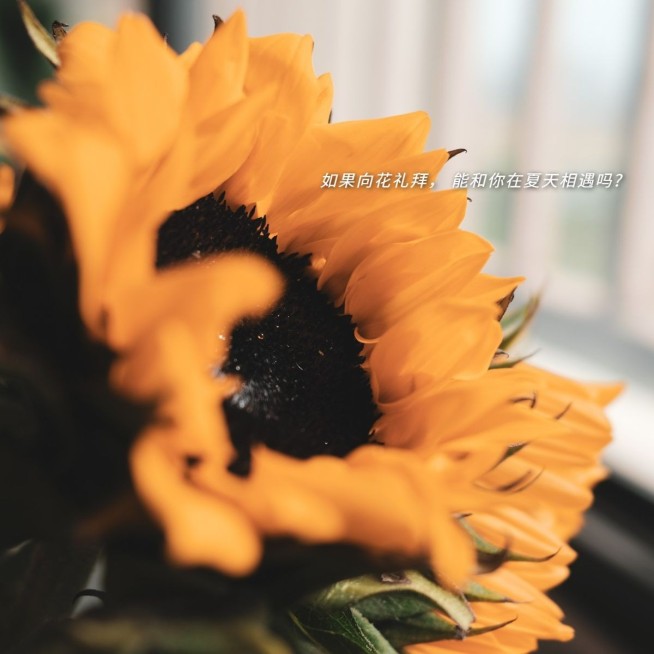 鲜花物品字幕生活分享简约风plog模板预览效果