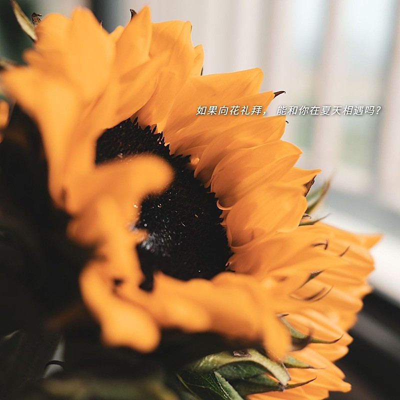 鲜花物品字幕生活分享简约风plog模板