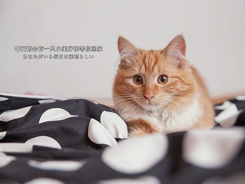 晒宠物字幕生活分享简约风plog模板