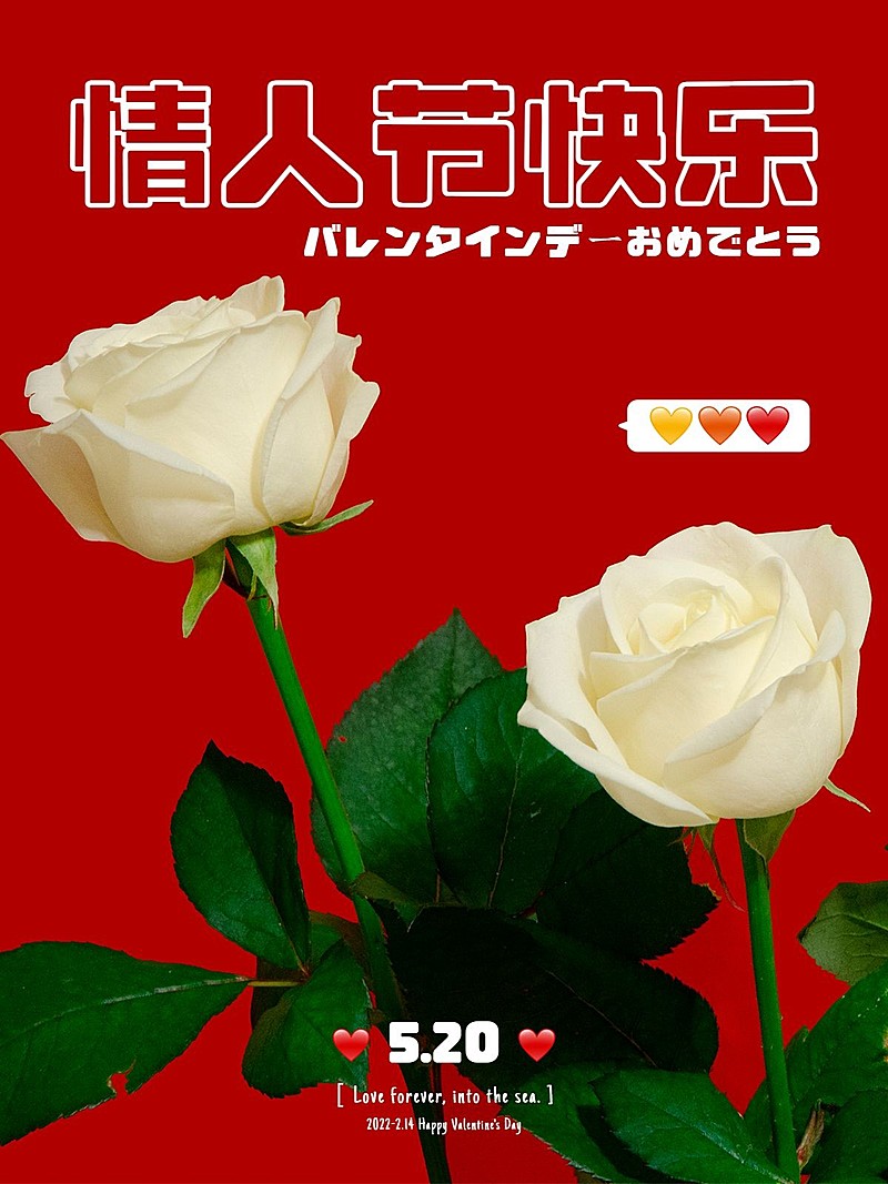 情人节玫瑰花晒图晒花plog模板