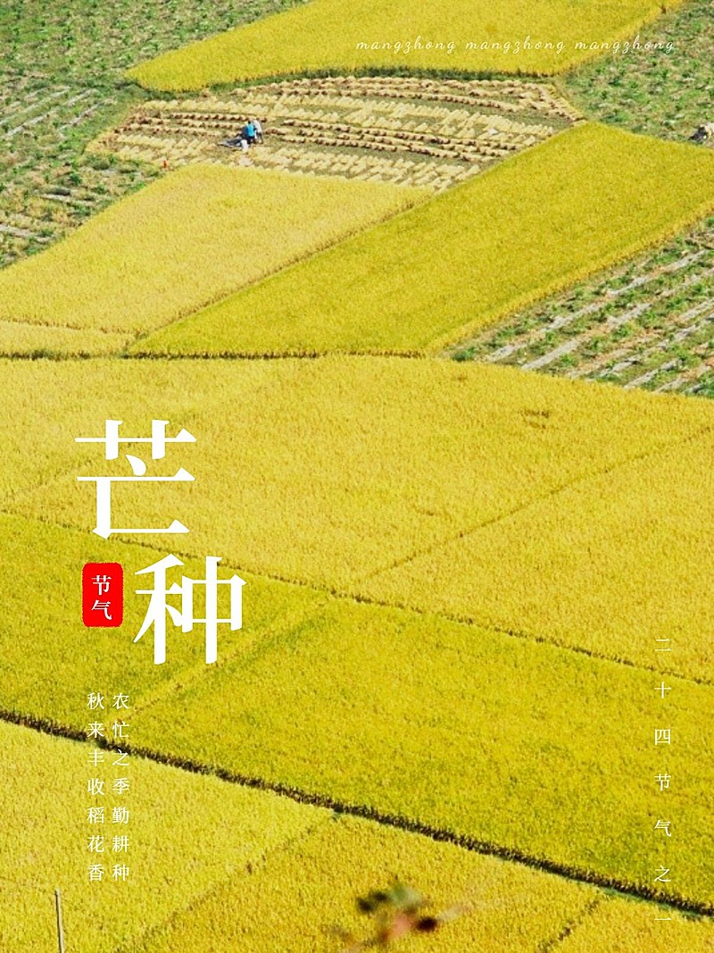 芒种节气祝福麦田晒照简约风plog模板