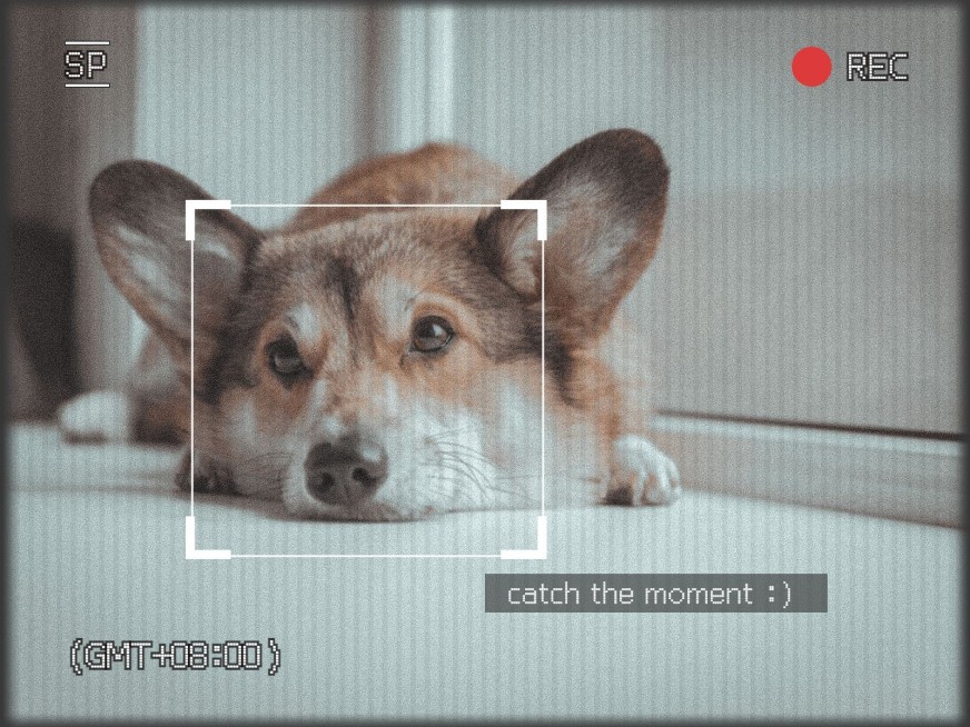 萌宠可爱界面风plog模板预览效果