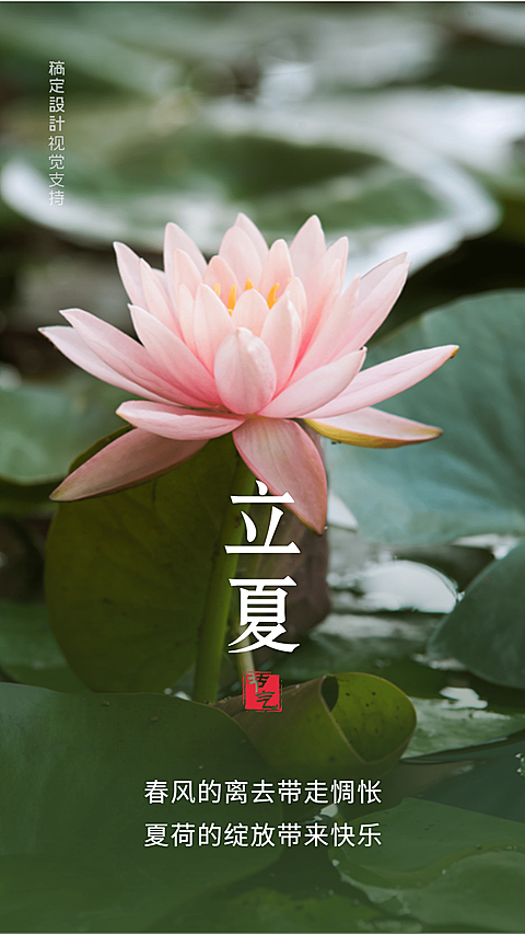 立夏荷花荷叶温馨问候祝福