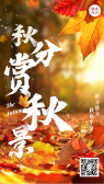 模板缩略图