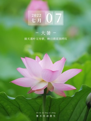 夏日节气大暑风景晒花简约风plog模板