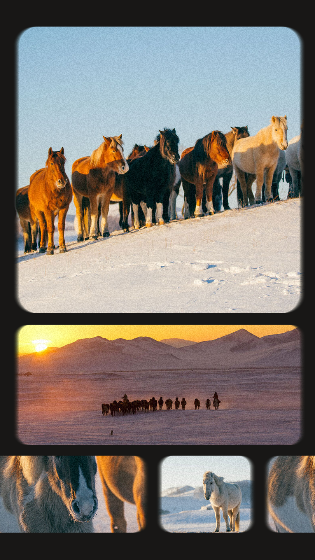 Snowfield Horses Photos Film Stock Simulation Instagram Story