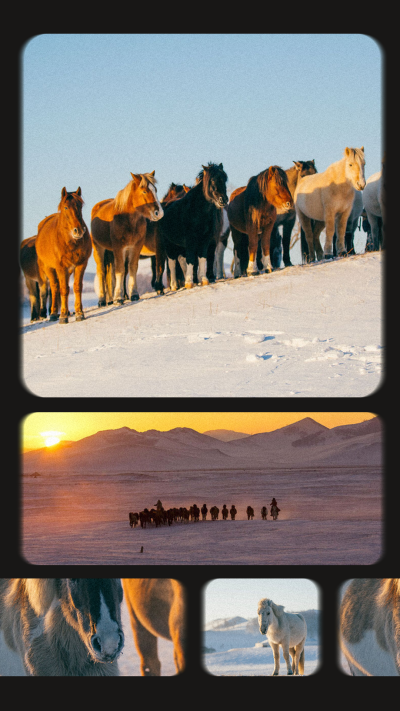 Snowfield Horses Photos Film Stock Simulation Instagram Story