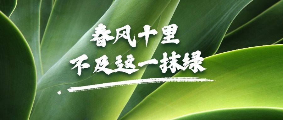 春天绿植物实景简约公众号首图预览效果
