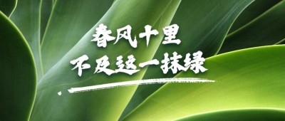 春天绿植物实景简约公众号首图