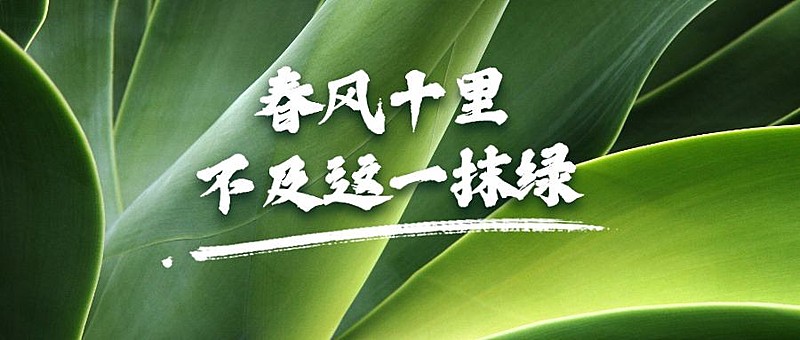 春天绿植物实景简约公众号首图