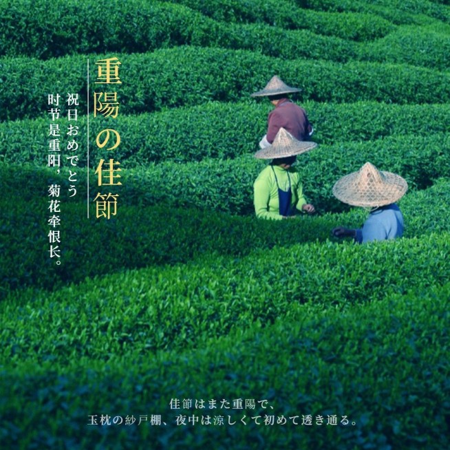 重阳节祝福简约风晒照plog模板预览效果