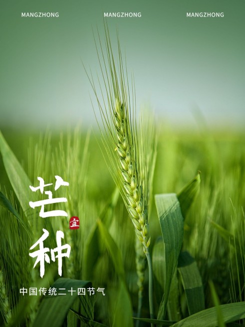 芒种节气祝福简约风plog模板预览效果