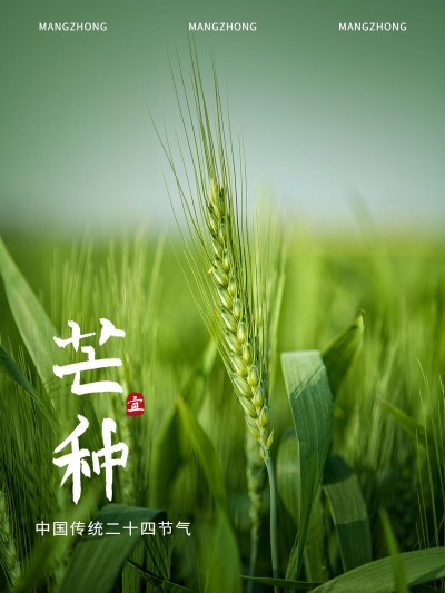 芒种节气祝福简约风plog模板