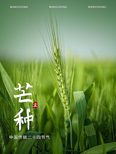 芒种节气祝福简约风plog模板