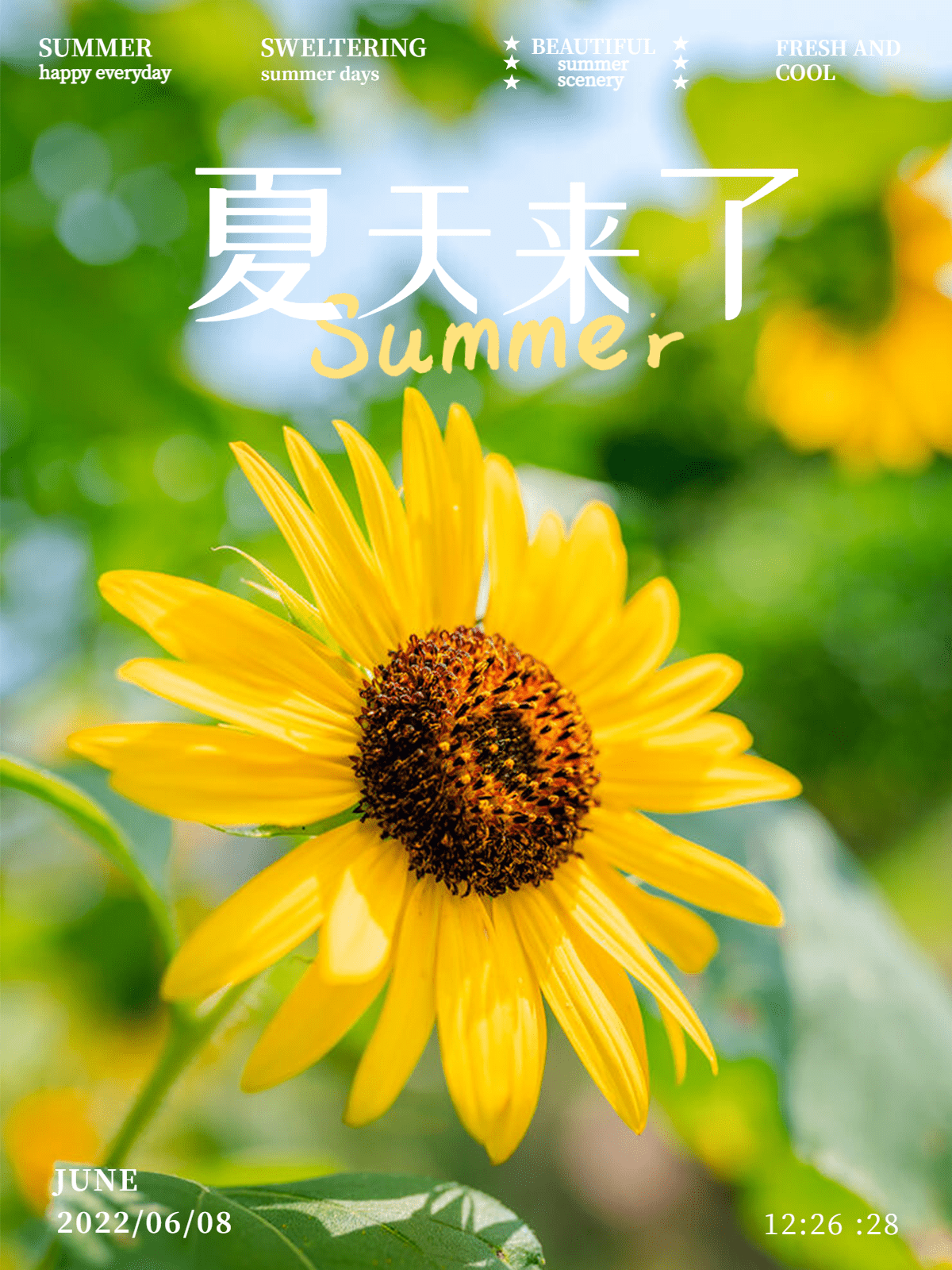 夏天风景晒照向日葵杂志风plog模板预览效果