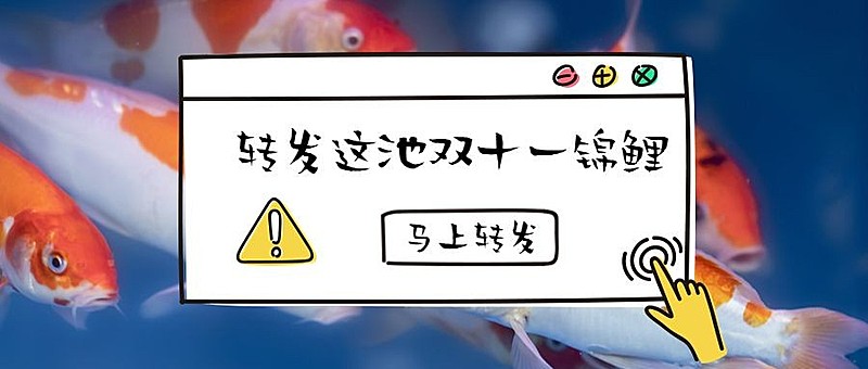 转发这池锦鲤公众号首图