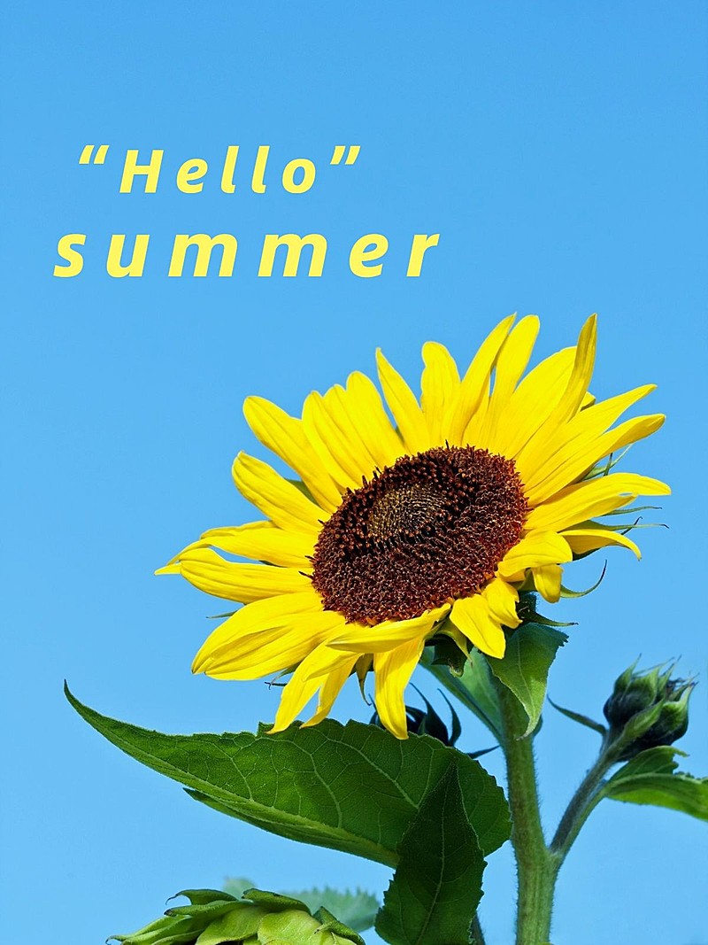 夏天词卡晒花风景简约风plog模板