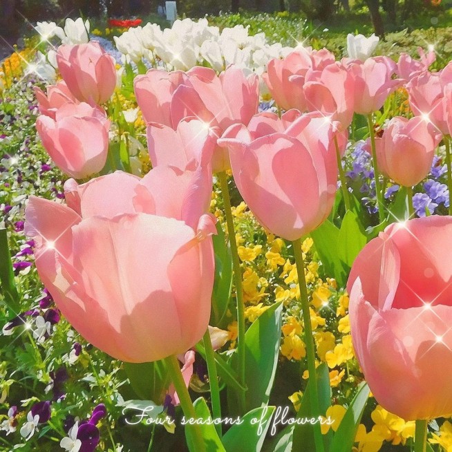 生活分享晒花闪光特效风景简约风plog模板预览效果
