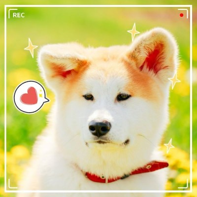 出游郊游野餐宠物贴纸可爱风Plog模板