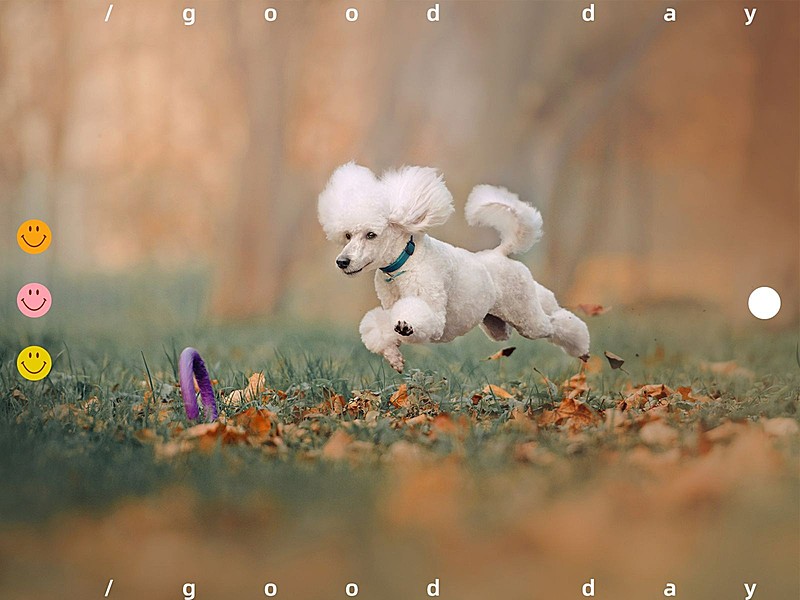 晒生活词卡萌宠简约风plog模板