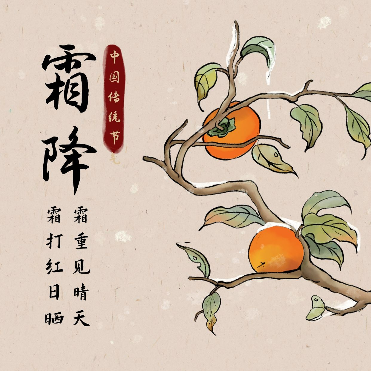 霜降节气祝福柿子手绘方形海报