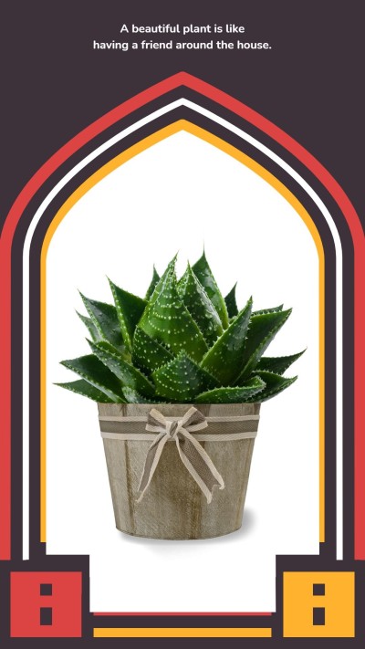 Simple Fashion Plants Display Text Instagram Story