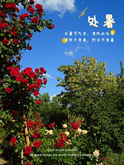 秋日节气处暑风景分享简约风plog模板预览效果