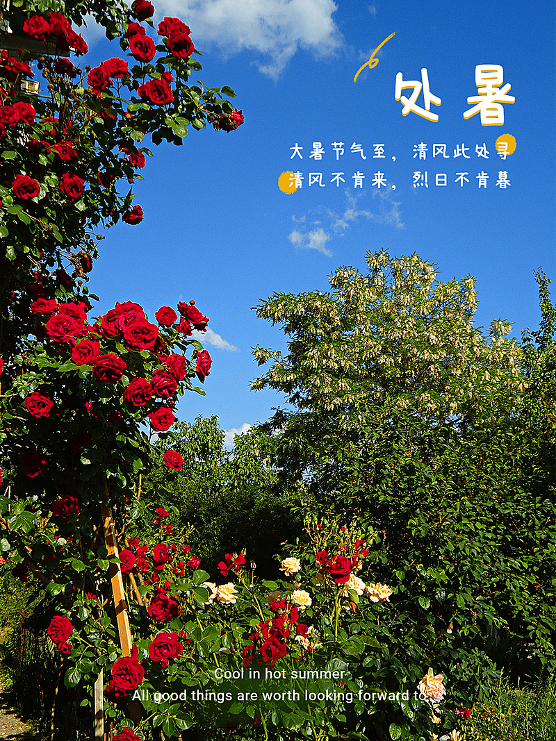 秋日节气处暑风景分享简约风plog模板