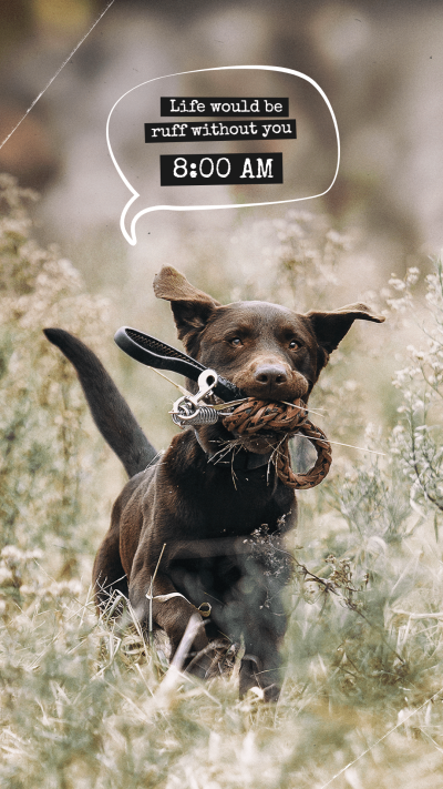 Simple Dialog Box Pattern Field Pet Dog Instagram Story