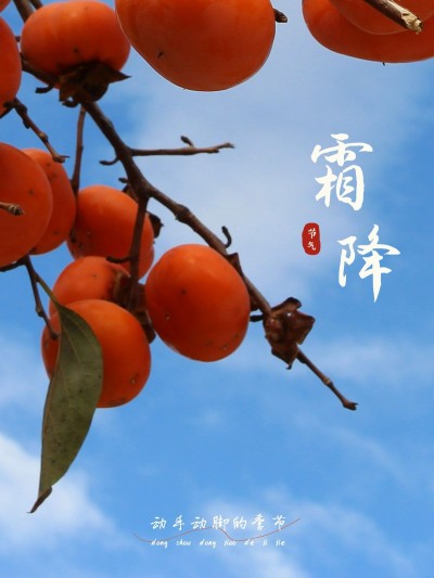 节气霜降晒风景简约风plog模板