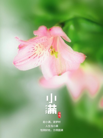 小满节气风景晒花简约风plog模板