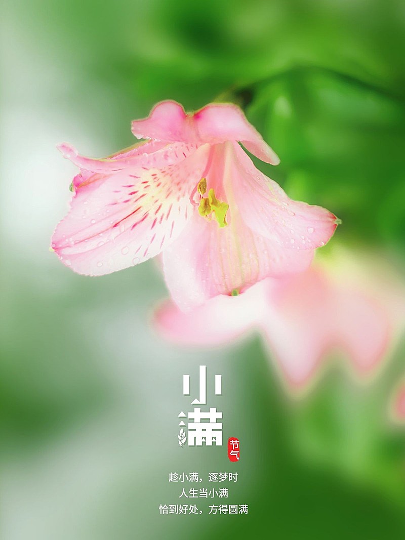 小满节气风景晒花简约风plog模板