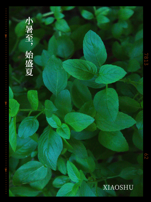 小暑晒风景简约风plog模板预览效果