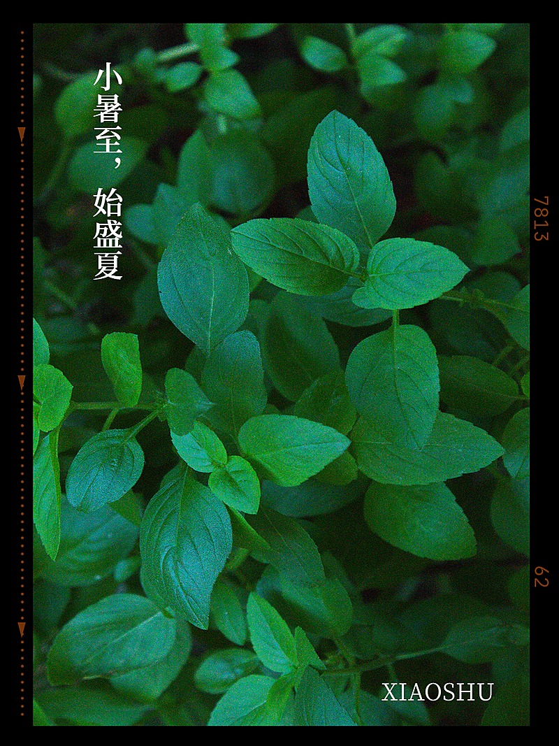 小暑晒风景简约风plog模板