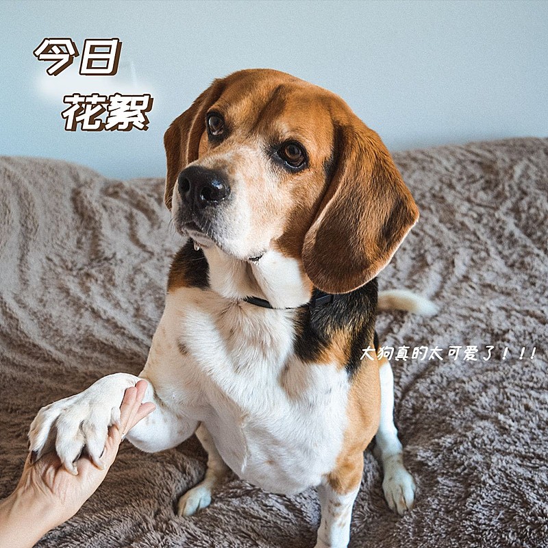 时间日子词卡萌宠简约风plog模板