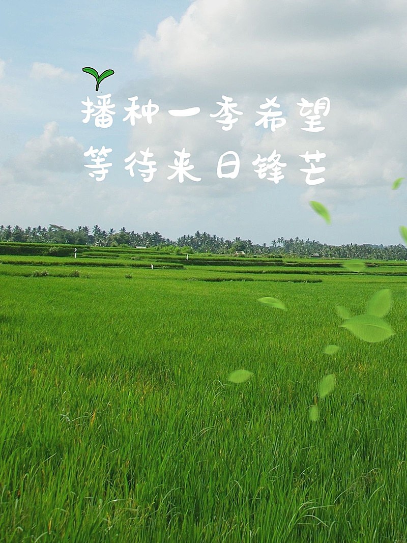 芒种节气风光晒照记录文艺风plog模板