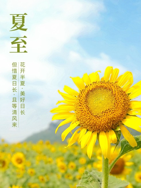 夏日节气夏至晒照分享清新风plog模板预览效果