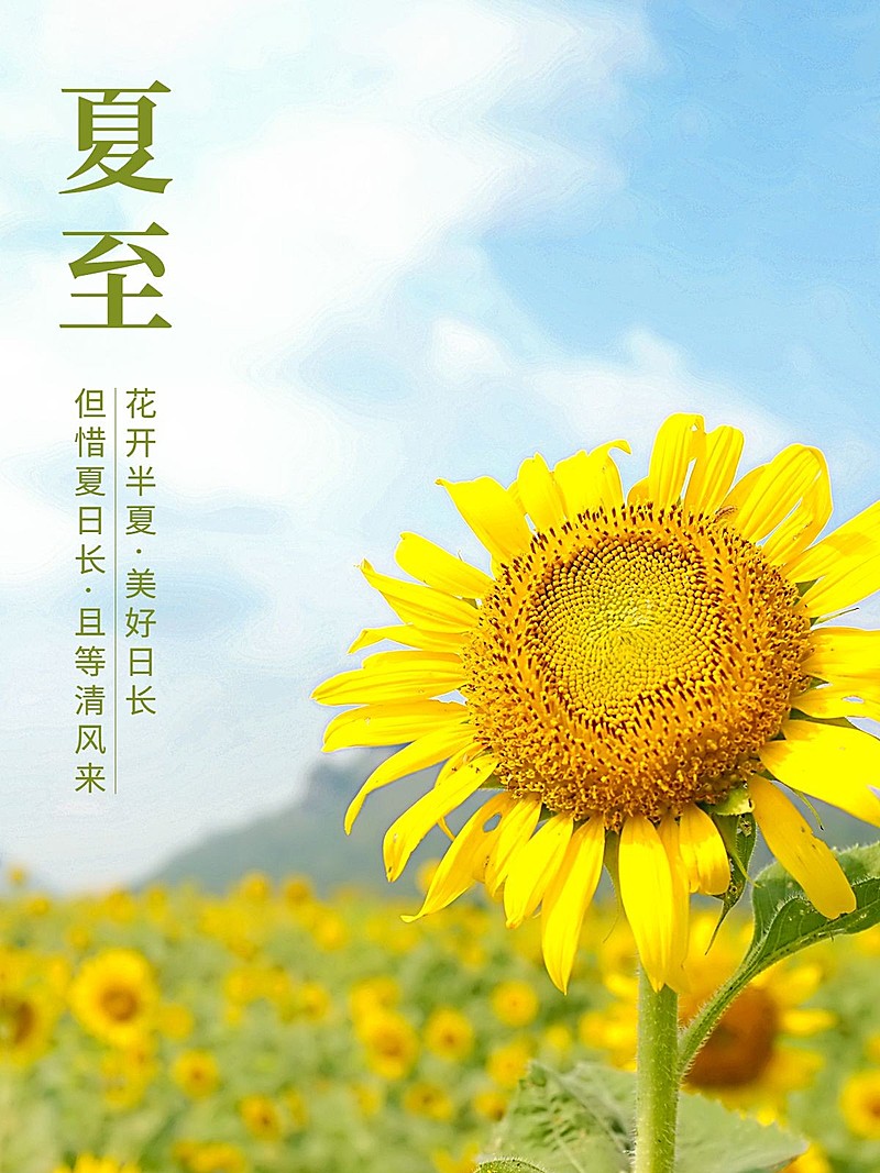 夏日节气夏至晒照分享清新风plog模板