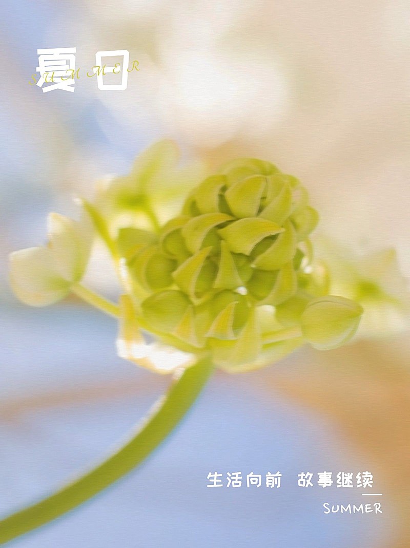 夏日晒花生活分享简约风plog模板