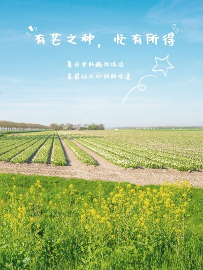 芒种节气记录分享通用简约风plog模板