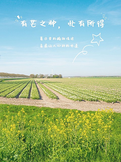 芒种节气记录分享通用简约风plog模板